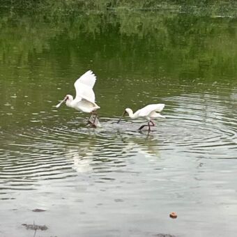 twee witte lepelaars die aan het foerageren zijn een water