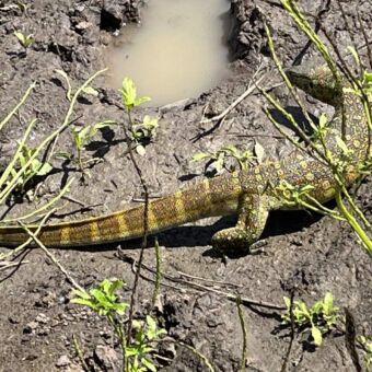 een bruine met groene stippen gekleurde blizzard tussen de begroeing