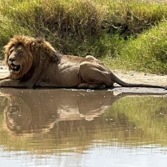 mannetjes leeuw die liggend verkoeling zoekt bij een poel