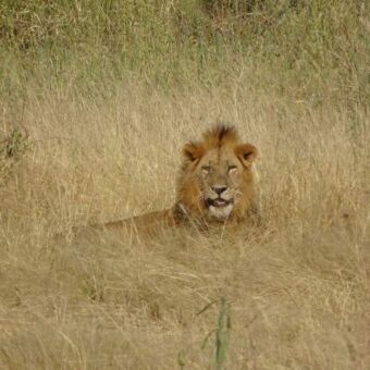 de kop van een mannetjes leeuw die net boven het goud gele gras uitkomt op de vlaktes van de serengeti
