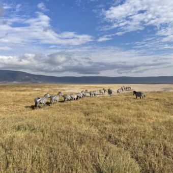 op de Serengeti staat in een lintvorm een grote groep zebra's.