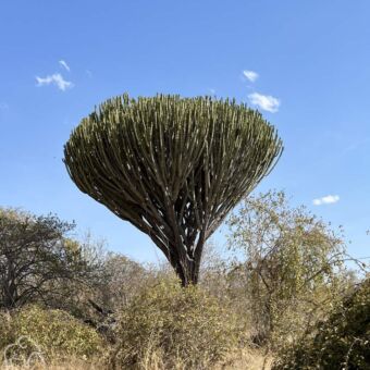 prachtige omgekeerde paraplu struik die hoog boven de andere bosjes uitsteekt