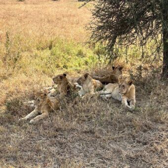 troep Leeuwen liggend in de schaduw onder een boom in de Serengeti