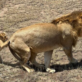 spelend welpje die met zijn klauwen aan de achterkant van een mannetjes leeuw hangt
