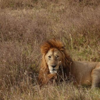 Safari Serengeti. Een mannetjes leeuw ligt in het goudgele gras en kijkt je aan