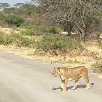 Privé rondreis door Tanzania. Een leeuwin loopt over de weg in Tarangire National Park. Gasten van Droomreis Tanzania hebben deze foto gemaakt.