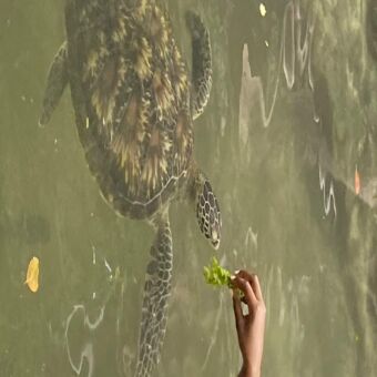 Tijdens een rondreis door Tanzania en Zanzibar. Een schildpad best wel groot zwemmend in de Indische oceaan