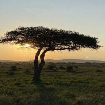 Tijdens een rondreis in de Serengeti Tanzania een zonsondergang met een oranje horizon en een acacia