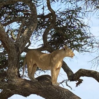 Gasten van Droomreis Tanzania hebben deze leeuwin staand op een tak in een boom gespot. Het is in Tarangire National Park