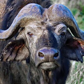 Reiservaring rondreis Tanzania. Kop van een buffalo met grote hoorns in Serengeti Nationaal Park.