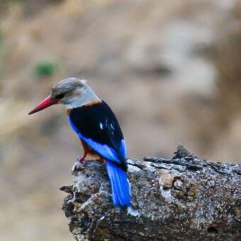 Grey headed Kingfisher op een takje in de buurt van een rivier in Tarangire National Park. Gespot tijdens een rondreis door Tanzania. Reisverslag
