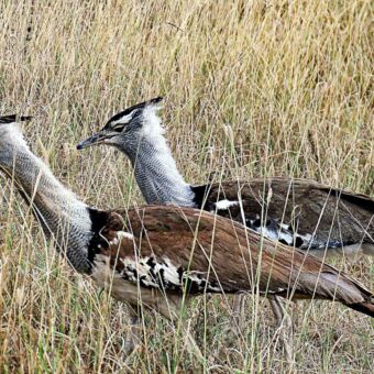 Twee Secretary birds lopend over de savannes van de Serengeti. Reiservaring safari Tanzania