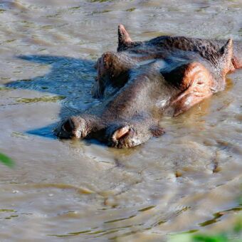 Kop van een nijlpaard waar de neusgaten, ogen en oortjes nog net boven het water uitkomen. Rondreis Serengeti Tanzania reisverslag