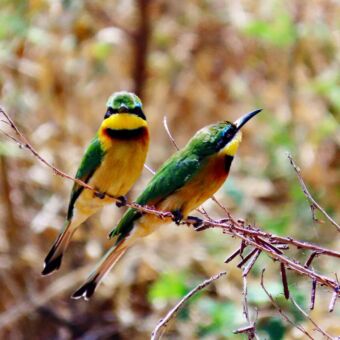 Review safari Tanzania. Twee bee eaters op een takje in Lake Manyara National Park