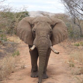 Individuele rondreis Tanzania Mkiomazi National Park. Olifant die op de weg naar de safariauto loopt
