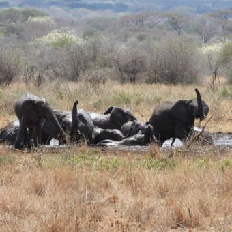 Grote groep olifanten die zich wassen en drinken in een poel met water. Mkomazi National Park Tanzania