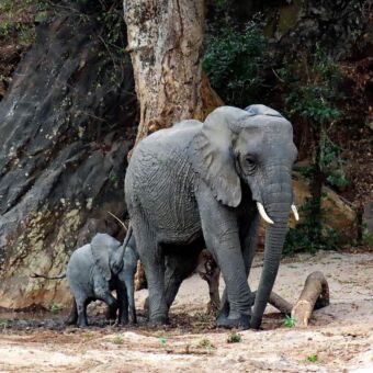 Grote olifant voorop met een heel klein olifantje erachter lopend vanaf de rivier terug naar de bossen van Lake Manyara national park. Reisverslag reizigers Droomreis Tanzania