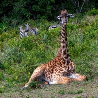Liggende giraf met daarachter zebra's in Arusha national park Tanzania. Review safari rondreis door Tanzania