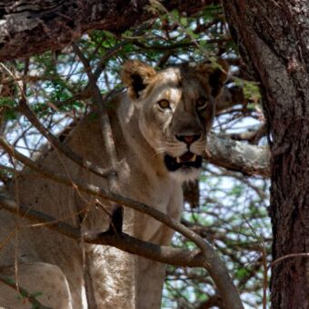 Leeuwin liggend in een boom in Tarangire National Park. Tanzania review rondreis