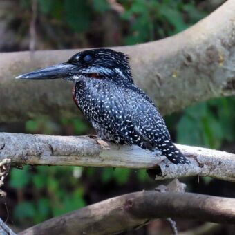 Review safari Tanzania. Pied Kingfisher zwart met witte stippen op een tak