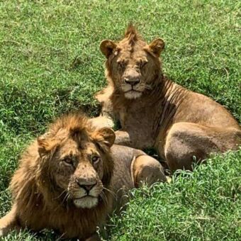 Ngorongoro krater safari Tanzania. Twee leeuwen liggend in het hoge groene gras