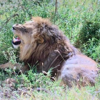 Reiservaring Safari Tanzania. Grote mannetjes leeuw in het gras. Hij heeft zijn bek open en je ziet zijn grote hoektanden