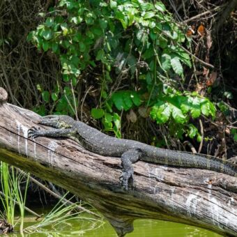 Review safari Tanzania. Nile monitor liggend op een tak aan de oever van Lake Duluti. Gespot tijdens een kanotocht op dit kratermeer