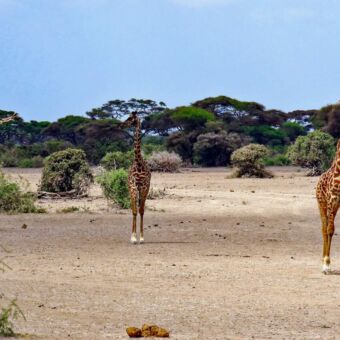 Twee giraffen die je aankijken van afstand. Reiservaring safari Tanzania gamedrive Enduiment WMA