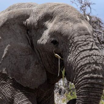 Olifant gespot tijdens een gamedrive in Enduiment conservation area Tanzania. Review Tanzania