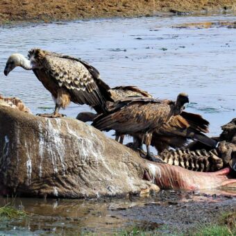 Kadaver van een dier met aasf=gieren aan de rivier in Tanzania national park Tanzania. Review Droomreis Tanzania