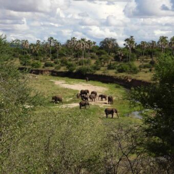 Privé rondreis Tanzania. Landschap waar een rivier doorheen stroomt. In de bedding van de rivier staan olifanten