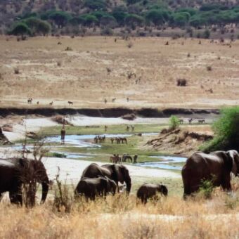 Tarangire national park. Olifanten die op weg zijn naar de dichtbij gelegen rivier. In de bedding van de rivier zie je nog meer olifanten en andere dieren