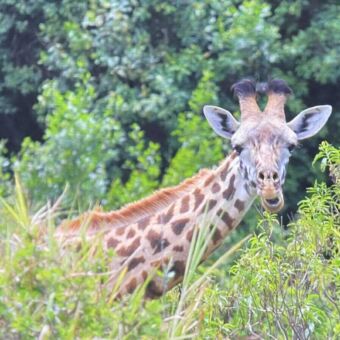 Giraf die met zijn kop net boven de struiken uitkomt en je aankijkt. Safari Tanzania
