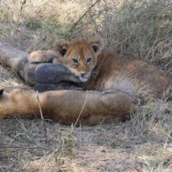 Tijdens een familie rondreis door Tanzania liggen er twee welpje in het gras. Het ene welpje slaapt de ander knaagt aan de hoeven van een giraf die ze net buit hebben gemaakt