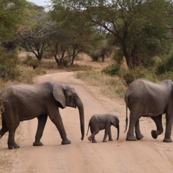 Familie safari Tanzania. Overstekende olifanten met in het midden een klein olifantje. Ze lopen de weg over in Tarangire. National Park.