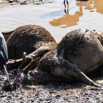 Reisverslag safari Tanzania. Tijdens de grote migratie Serengeti bij de oversteek van de Mara rivier liggen kadavers van gnoes die het niet gehaald hebben