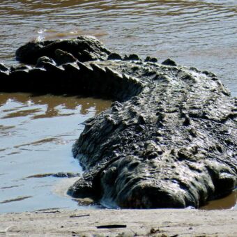 Grote krokodil liggend in de Mara rivier op de Serengeti. Review Tanzania