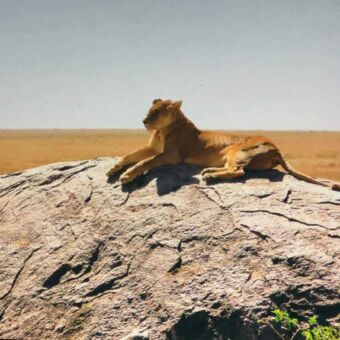Leeuwin op een kopje uitkijkend over de vlaktes van de Serengeti. Safari Tanzania