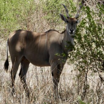 Mkomazi national park Tanzania. Eland die tussen de bosjes staat