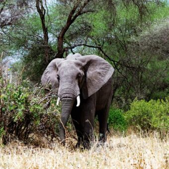 Reiservaring privé rondreis Tanzania. Olifant in het landschap van Tarangire National Park