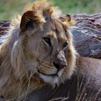 Leeuw met grote manen liggend in het gras van dee Serengeti. Review safari Droomreis Tanzania