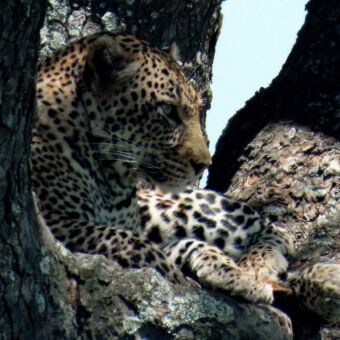 Luipaard liggen op een tak in de boom in de Serengeti Tanzania. Review rondreis