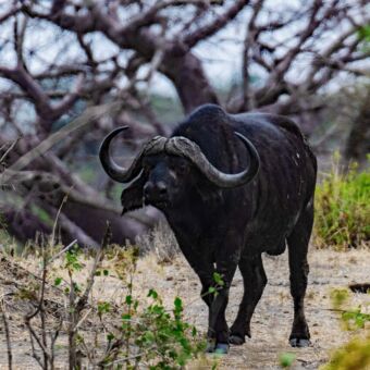 Rondreis Tanzania reisverslag. Buffalo die je aankijkt. Gespot in Tarangire National Park