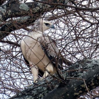 Dark Chanting Goshawk op een tak in de boom in Tarangire National Park Tanzania. Reisverlag safari rondreis