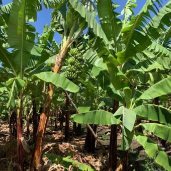Activiteit wandeling dier de bananenplantages in Mto wa Mbu. Rondreis Tanzania