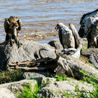Reiservaring safari Tanzania. Bij de Mara rivier liggen kadavers van gnoes half in het water. Zij hebben de oversteek niet gehaald. Er bovenop zitten Rueppells Griffon Vultures