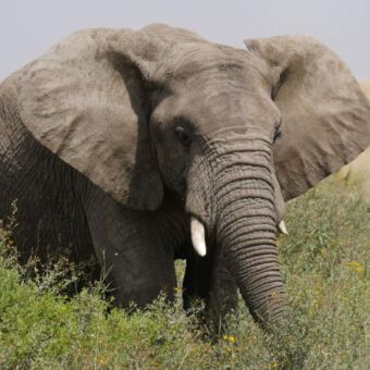 Op een safari in de Serengeti spotten gasten een olifant die midden in het hoge gras staat