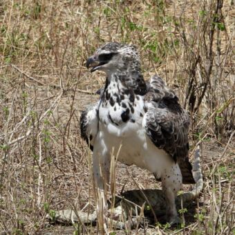 Steppe buizerd in Tarangire op de grond met een prooi in zijn klauw. Vogels spotten Tanzania