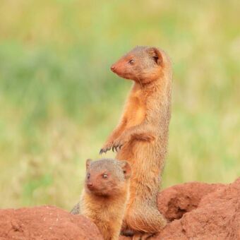 Rondreis Tanzania. Mangoos die op zijn achterpootjes staat bovenop een termietenheuvel