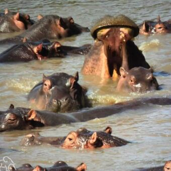 Reiservaring safari Tanzania. Poel vol met nijlpaarden waarvan een zijn bek heeft opengesperd